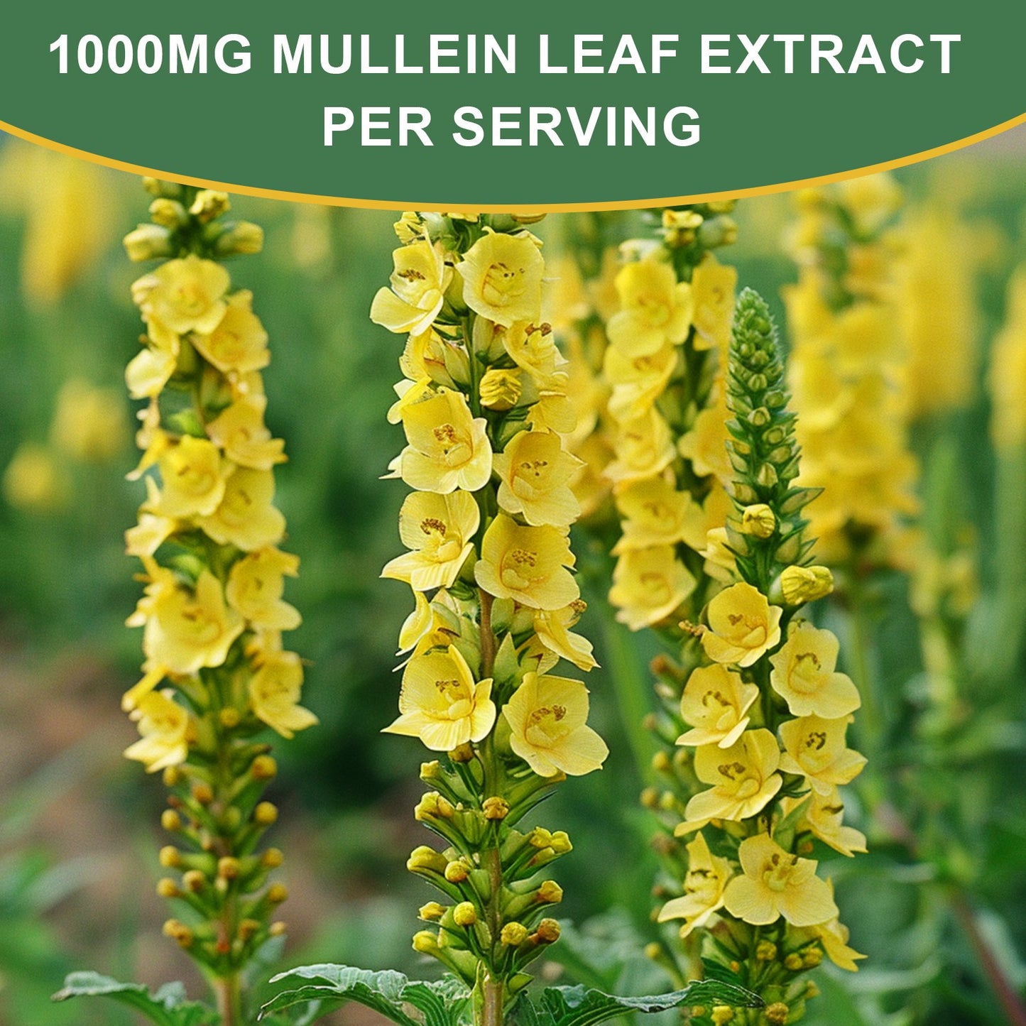 Mullein Liquid Drops