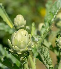 BBEEAAUU Milk Thistle Capsule