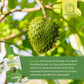 Soursop Graviola Oral Liquid High Absorption Soursop Guanabana Drink