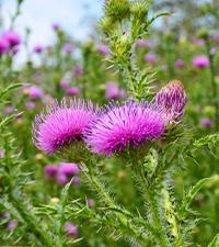 BBEEAAUU Milk Thistle Capsule